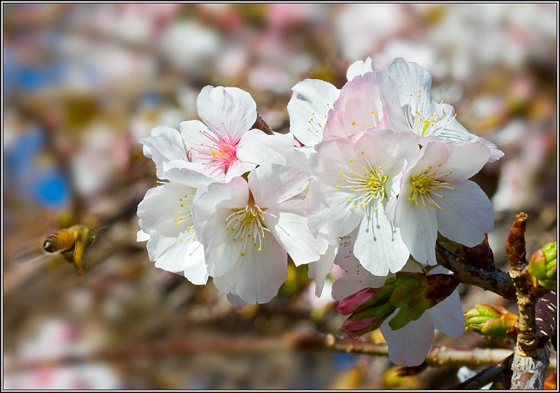 WV8X3941.jpg - Cherry Tree Flowers, New Zealand